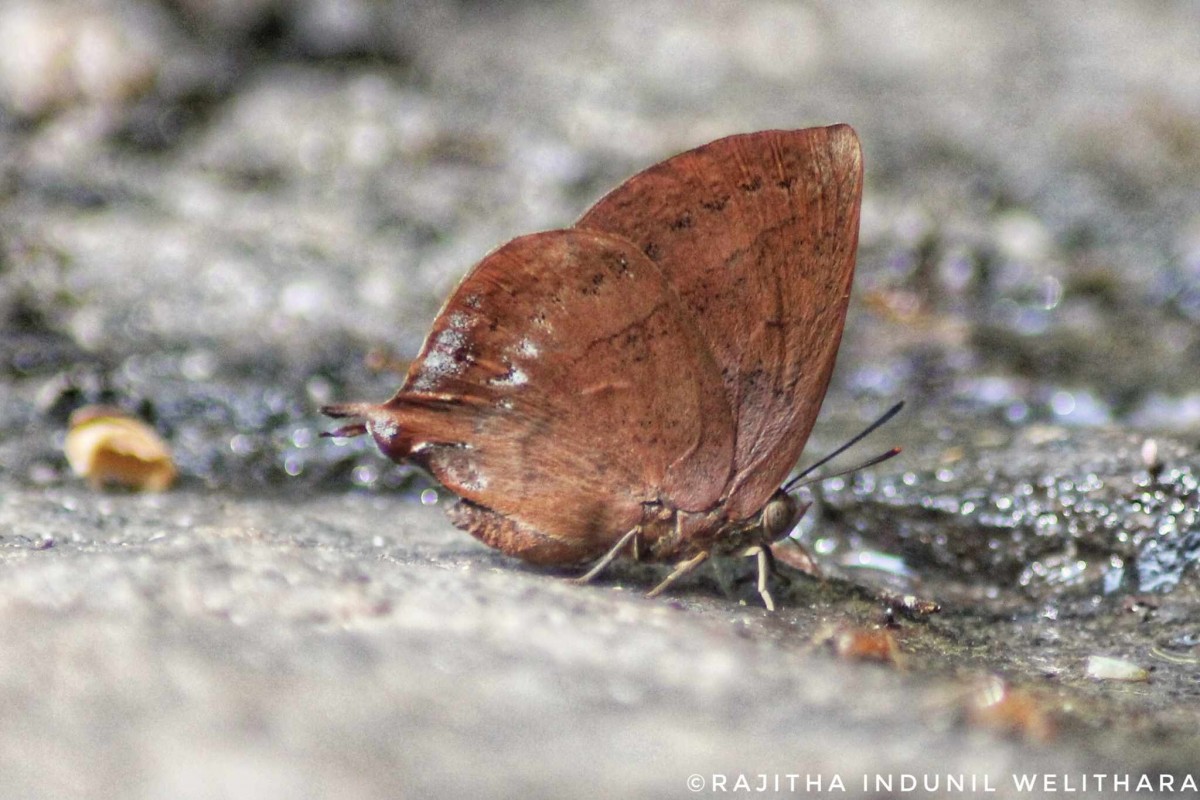 Amblypodia anita Hewitson, 1862